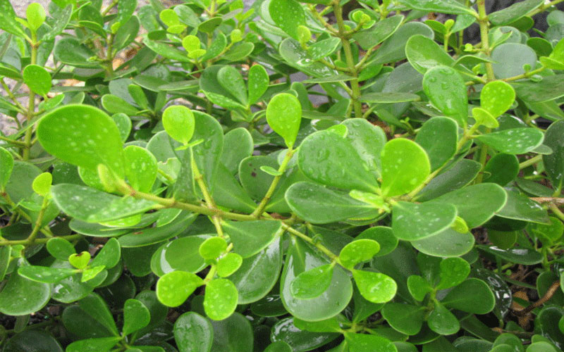 GARDEN CENTER FORT MYERS