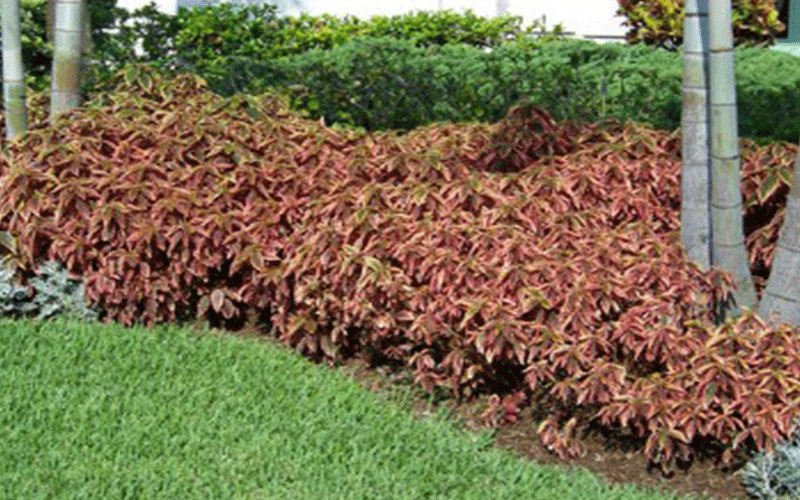 GARDEN CENTER FORT MYERS