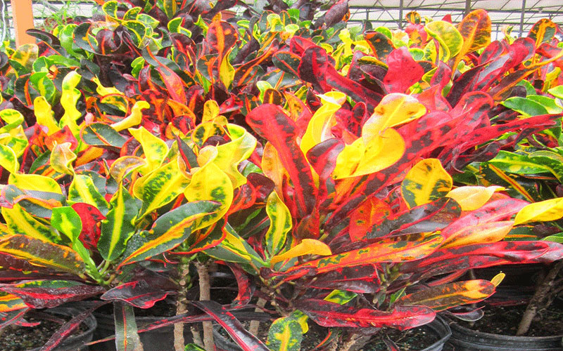 GARDEN CENTER FORT MYERS