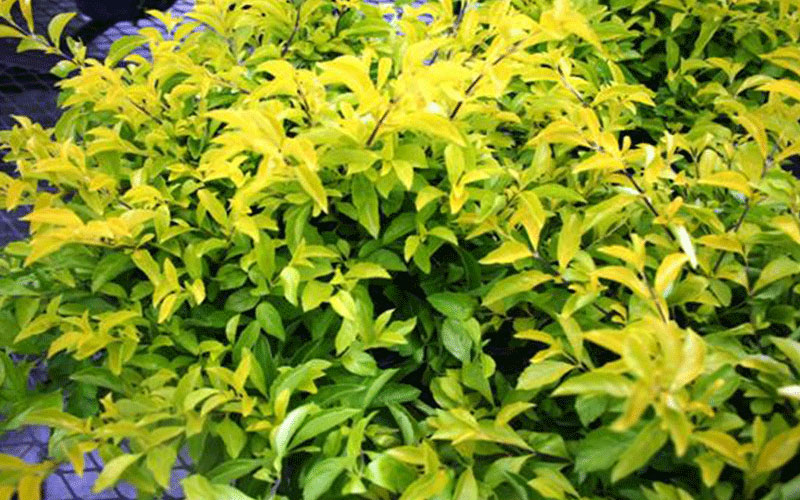 GARDEN CENTER FORT MYERS