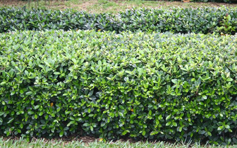 LANDSCAPE SHRUBS FORT MYERS