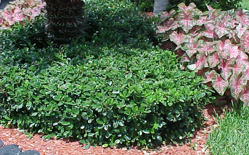 GARDEN CENTER FORT MYERS