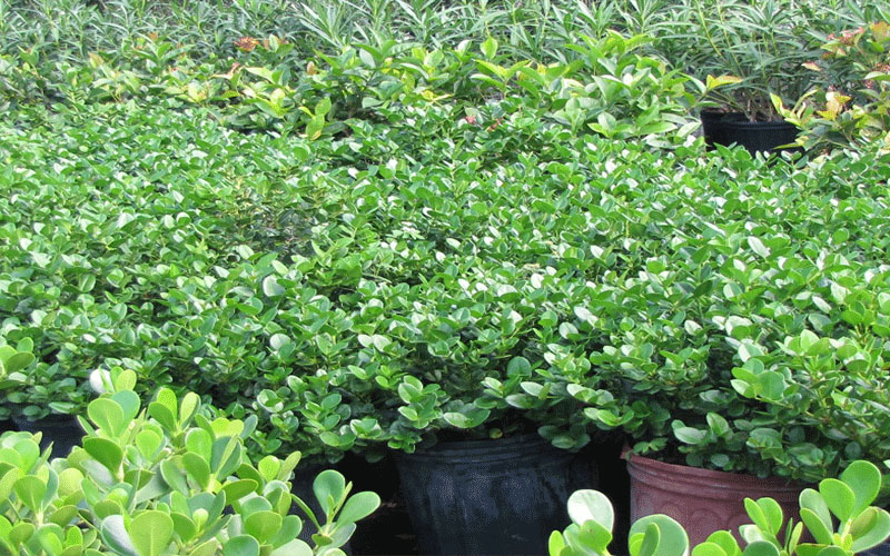 GARDEN CENTER FORT MYERS