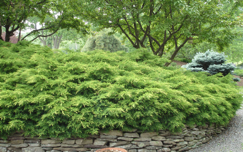 GARDEN CENTER FORT MYERS