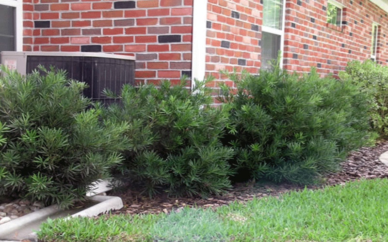 GARDEN CENTER FORT MYERS