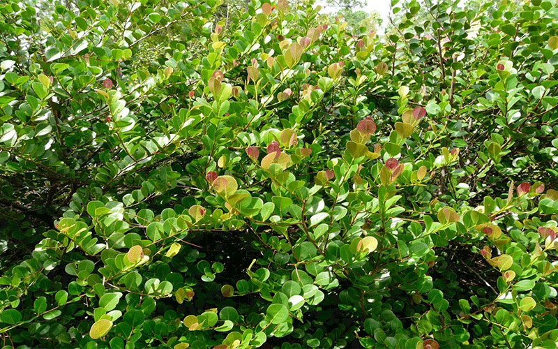 LANDSCAPE SHRUBS FORT MYERS