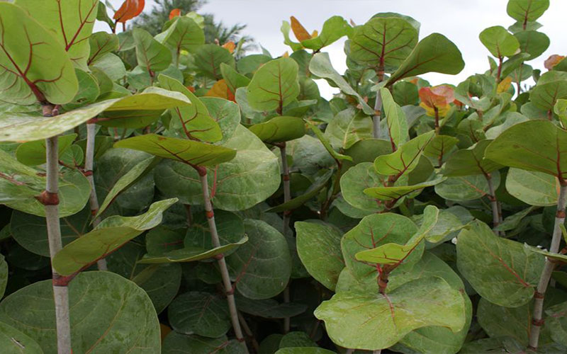 LANDSCAPE SHRUBS FORT MYERS
