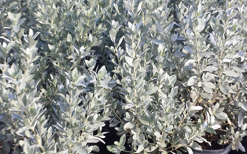 LANDSCAPE SHRUBS FORT MYERS