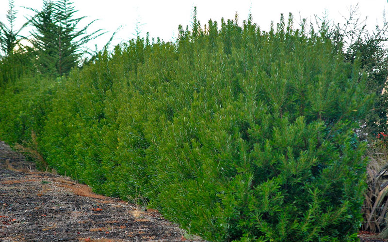 GARDEN CENTER FORT MYERS