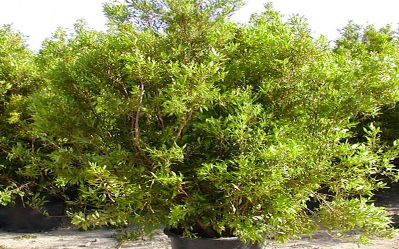 GARDEN CENTER FORT MYERS