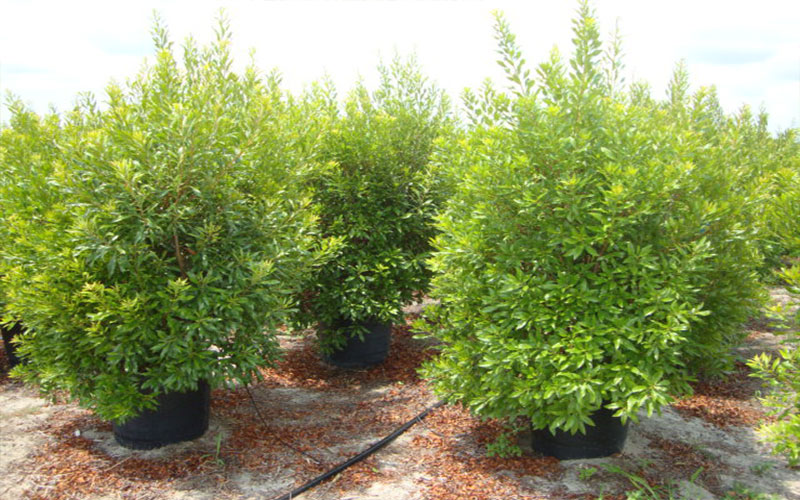 GARDEN CENTER FORT MYERS