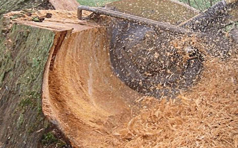 STUMP REMOVAL FORT MYERS