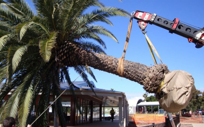 TREE RELOCATION FORT MYERS