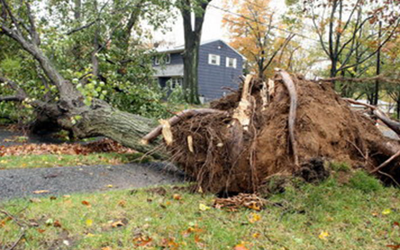 TREE REMOVAL COMPANY FORT MYERS