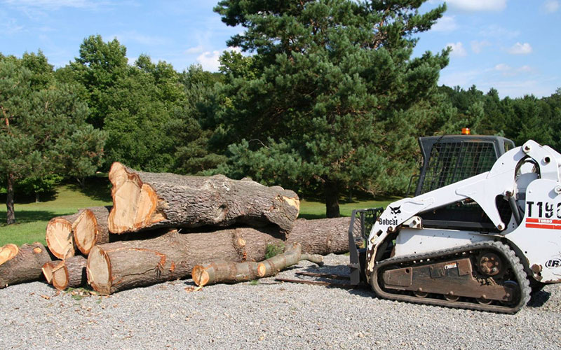 TREE REMOVAL COMPANY FORT MYERS